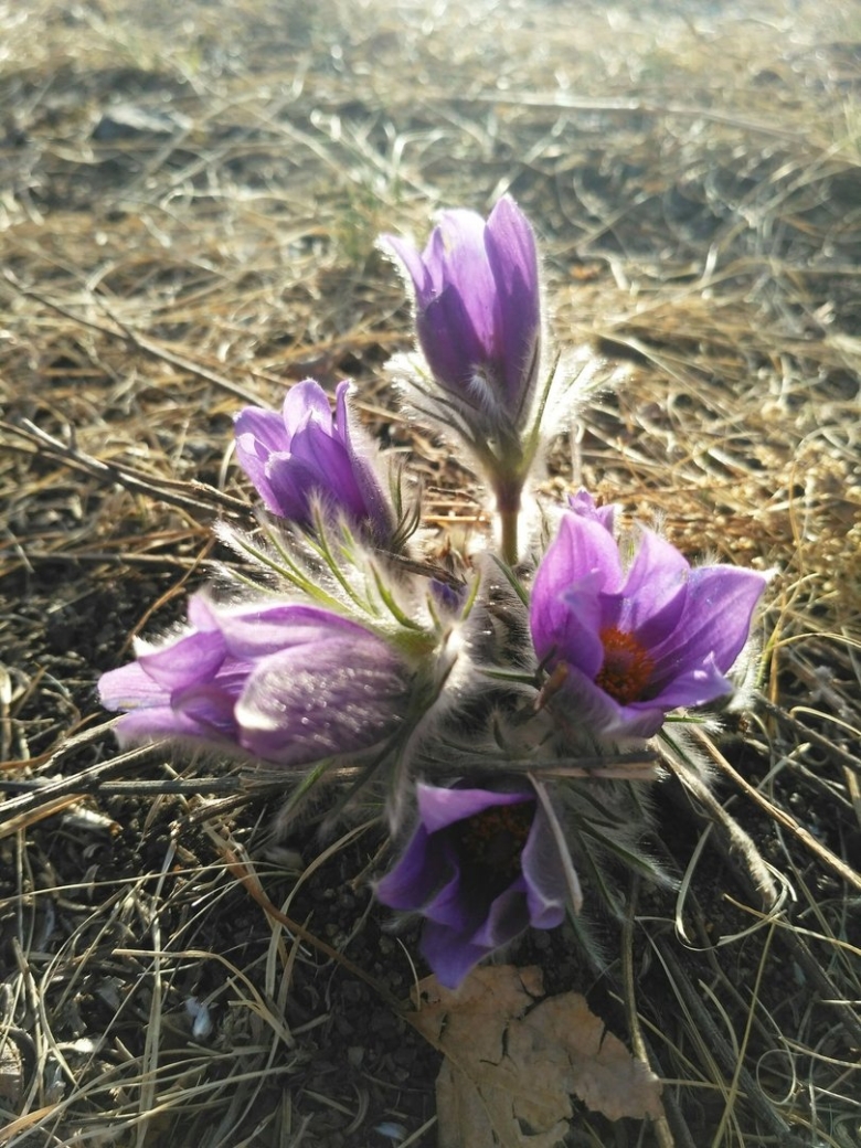 Степные цветы Забайкалья