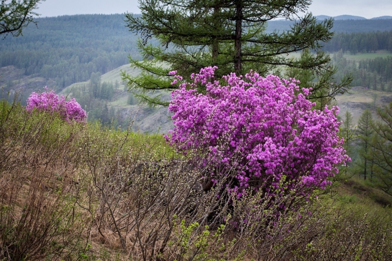 Рододендрон даурский забайкалье