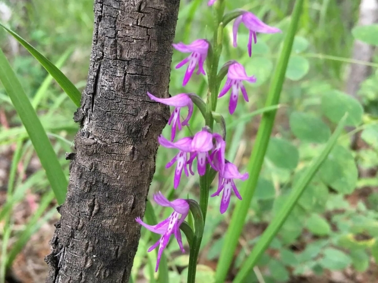 Неоттианта клобучковая