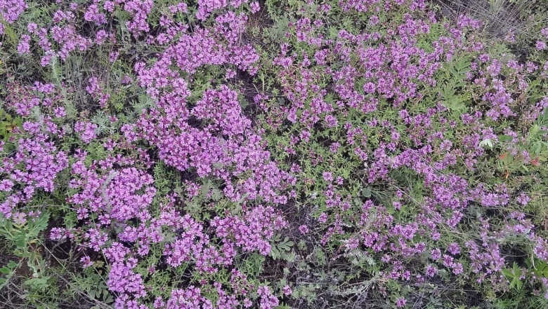 Богородская трава чабрец