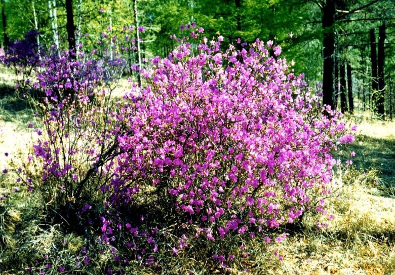 Рододендрон Даурский куст