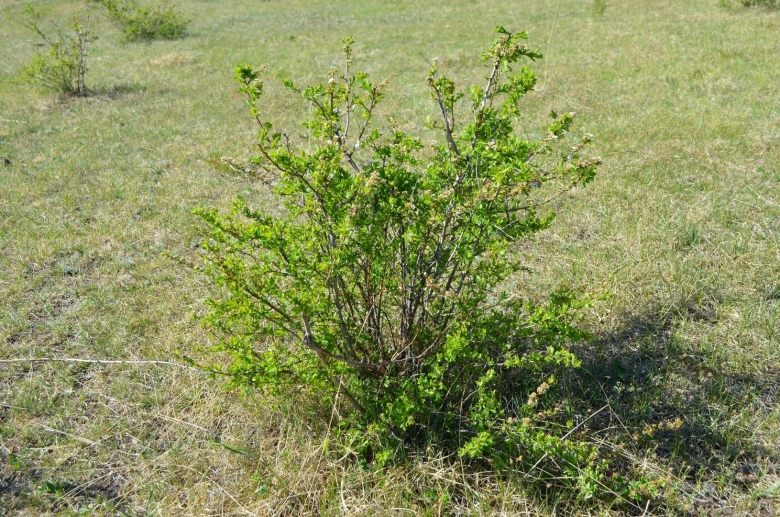 Лекарственные растения заб края