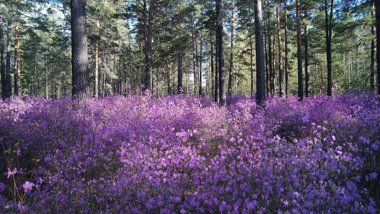 Растения Забайкальского края багульник