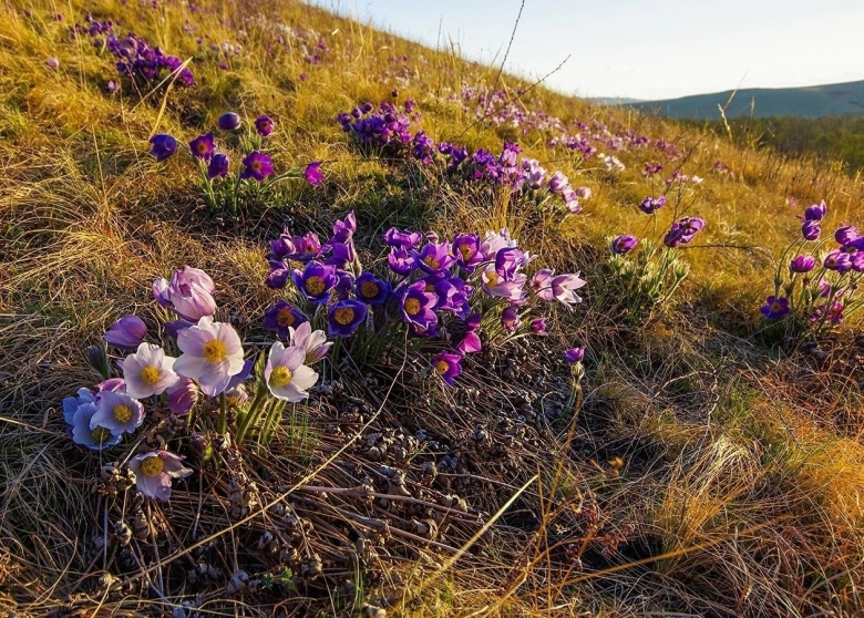 Даурский заповедник Забайкальского края