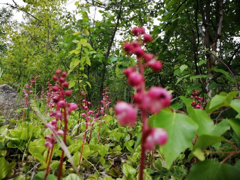 Грушанка круглолистная