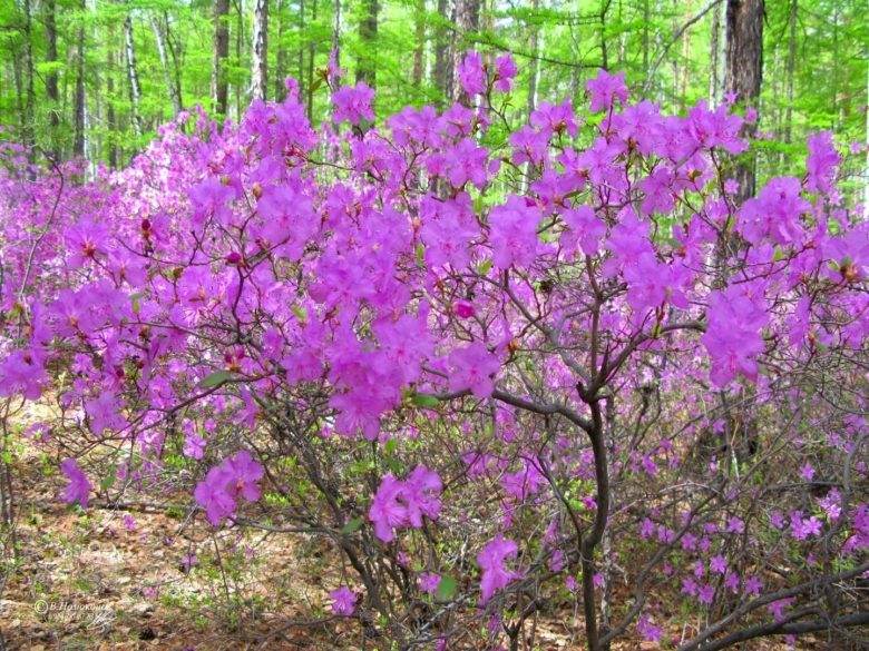 Рододендрон Даурский куст
