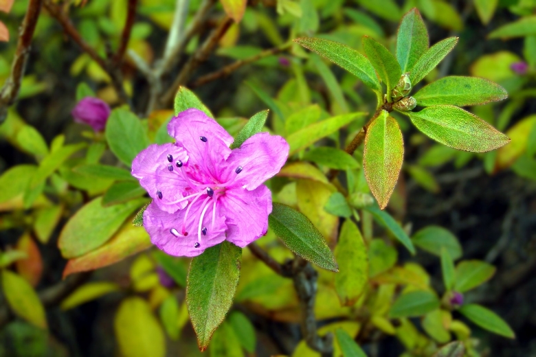 Рододендрон даурский (rhododendron dauricum)
