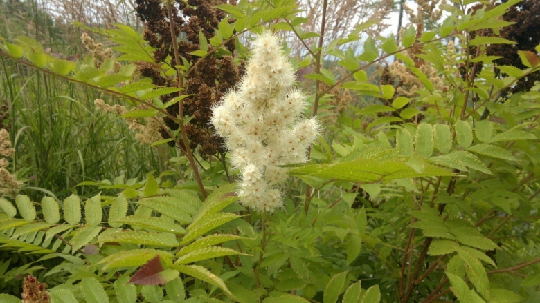 Кашка растение Забайкалье