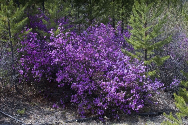 Рододендрон даурский куст