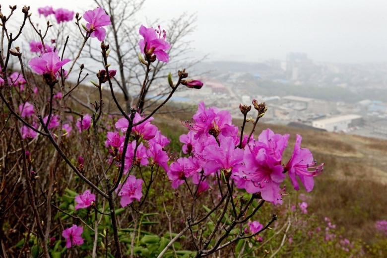 Рододендрон даурский багульник забайкалье