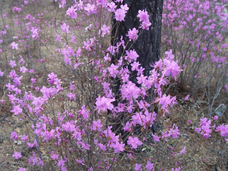 Багульник Забайкальский