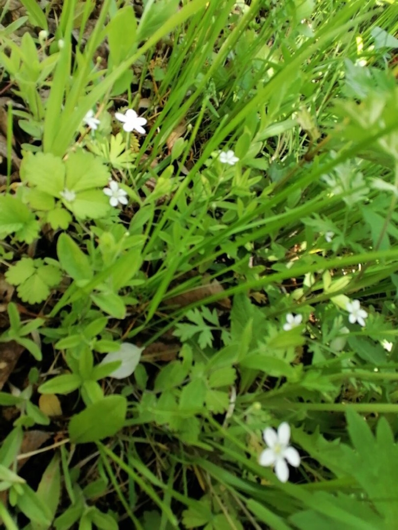 Galium uliginosum