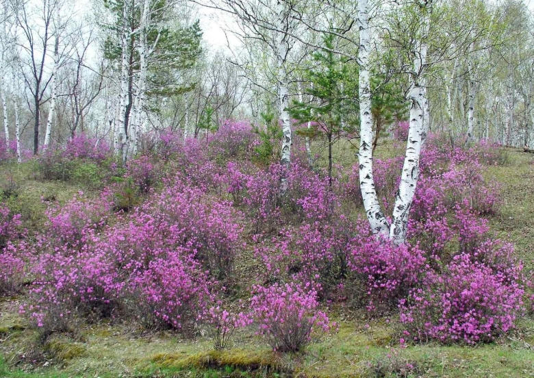 Природа забайкальского края багульник