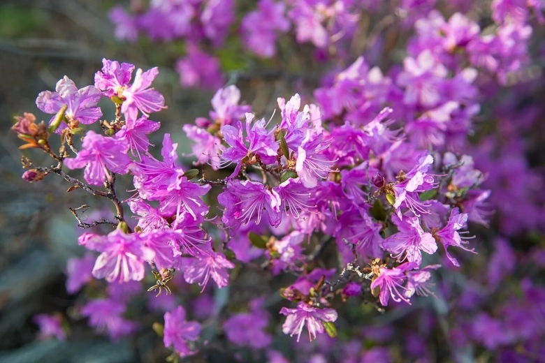 Багульник дальневосточный