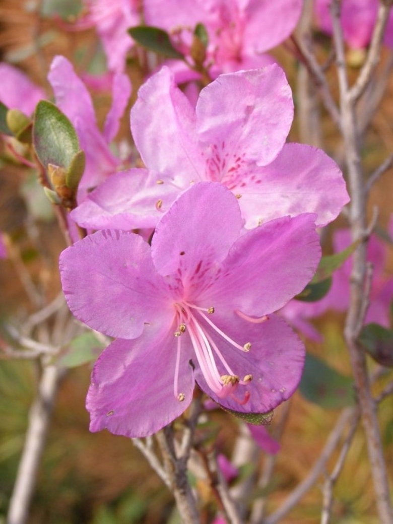 Багульник рододендрон