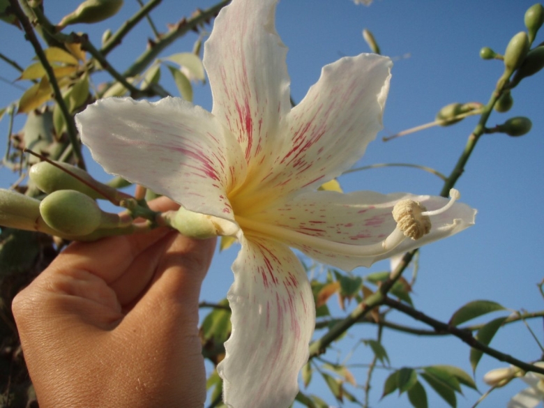 Цветок Египетский Магнолия