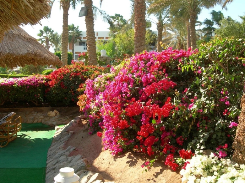 Каирский Ботанический сад Египет