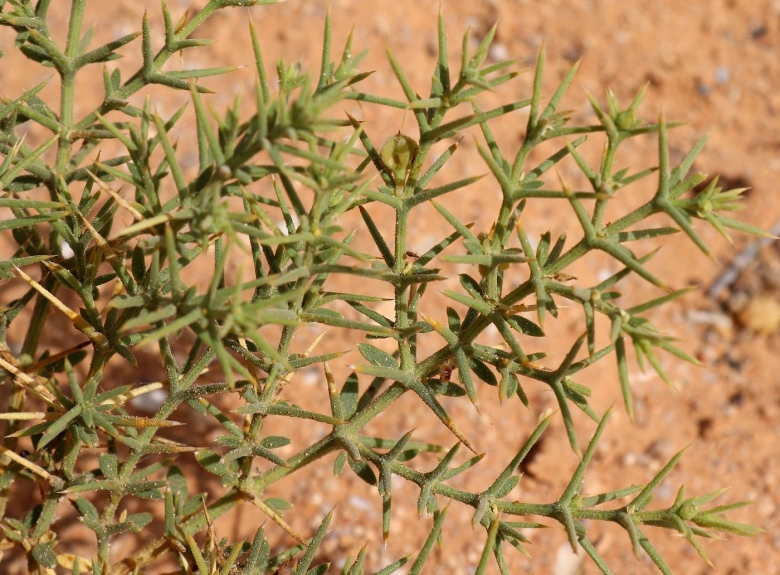 Синайский шалфей мармария