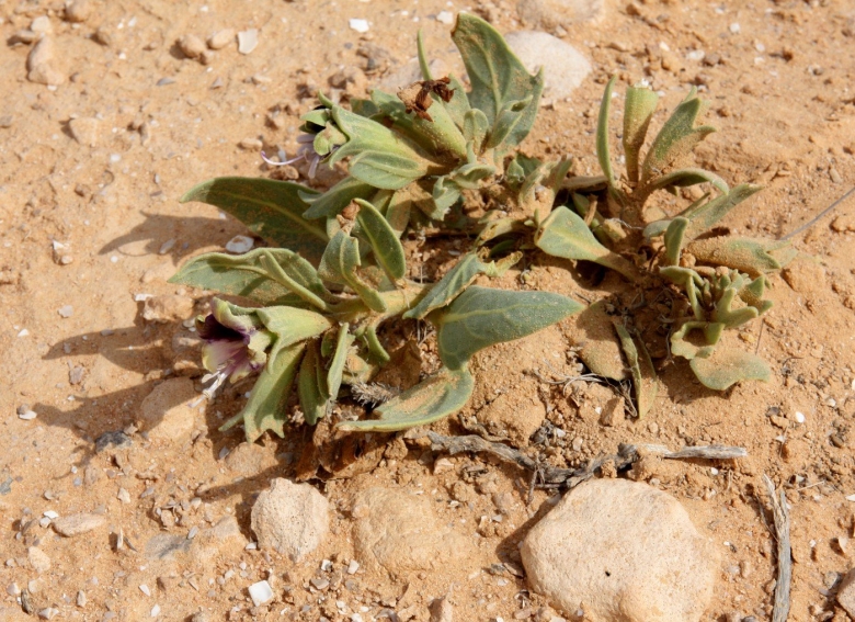 Мармария трава