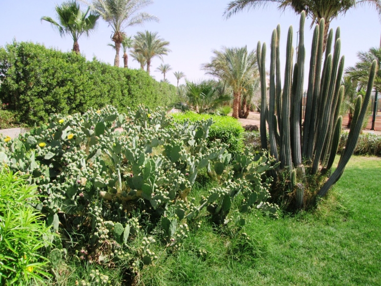 Растительность ОАЭ