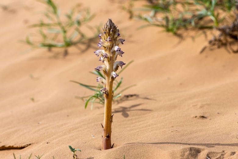 Растительность пустыни