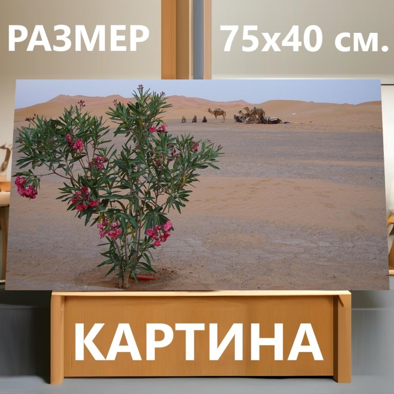 Цветущие растения Египта