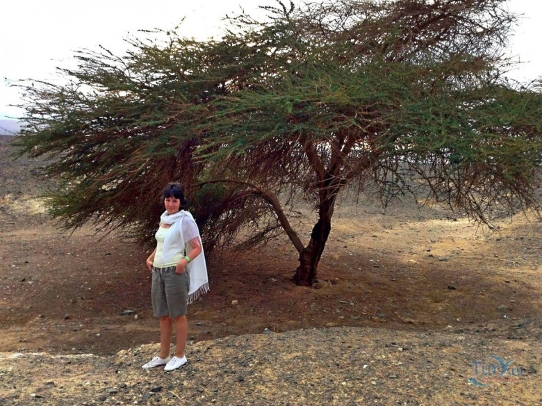 Акация в Египте