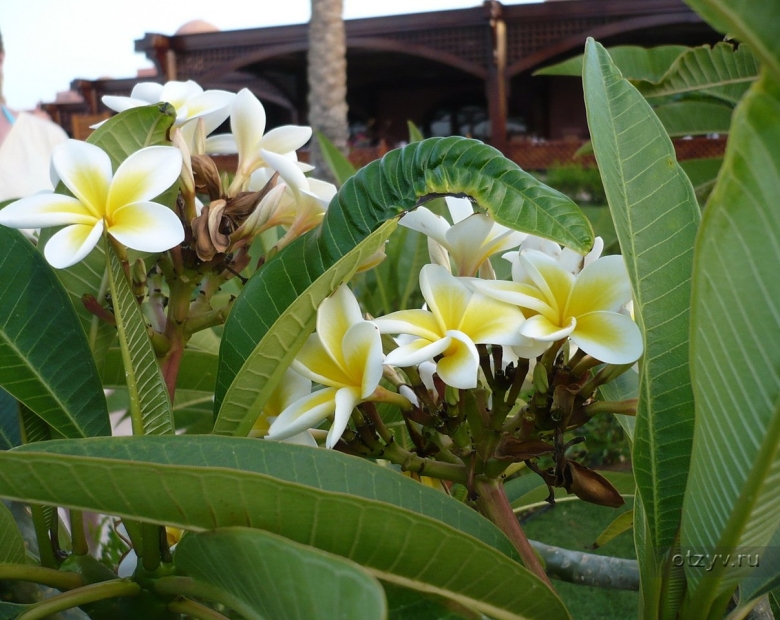 Цветок тайланда франжипани