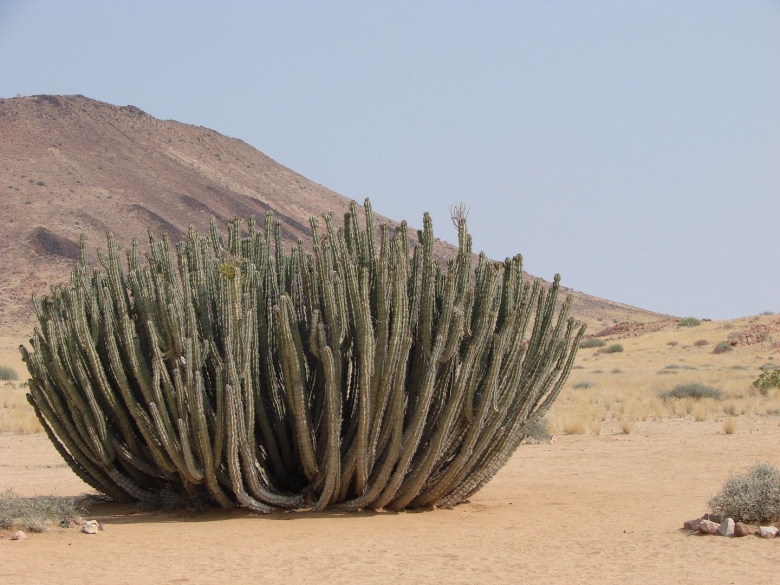 Молочай канделябровый