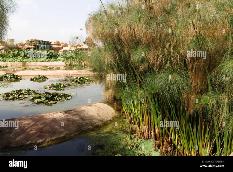 Циперус Папирус на Ниле