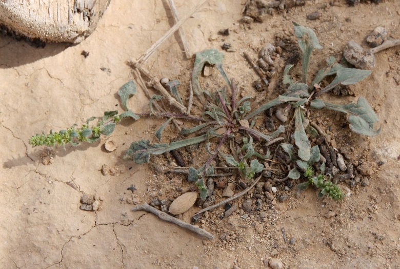 Amaranthus blitum subsp emarginatus