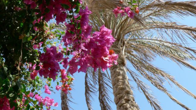 Цветущие кустарники Египта