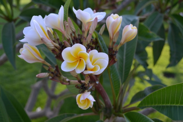 Плюмерия франжипани