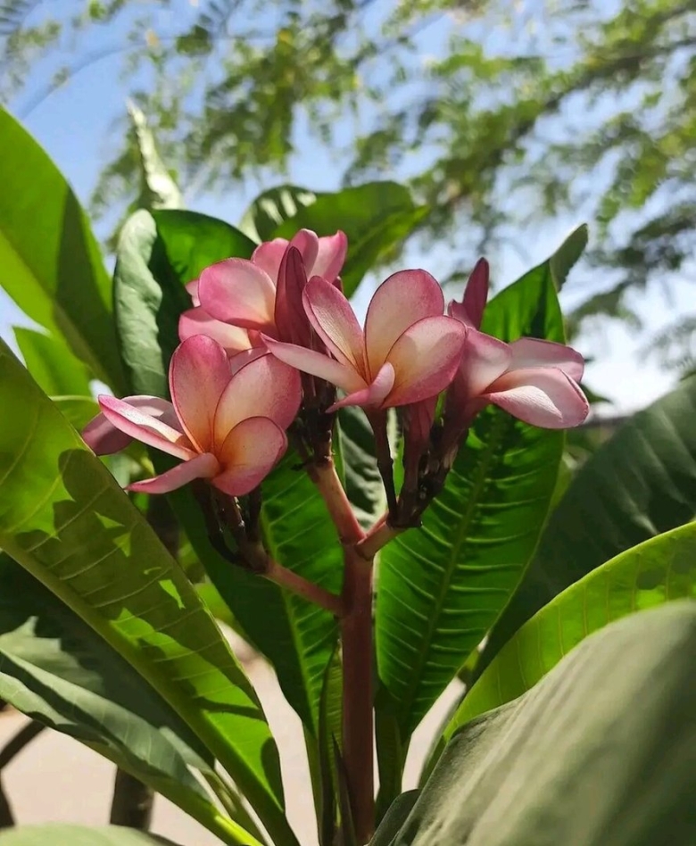 Цветущие растения Египта