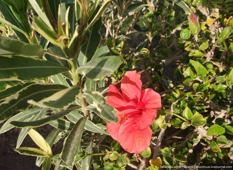 Цветущие растения Египта