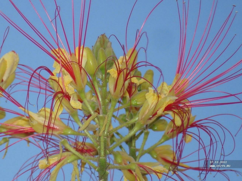 Флора египта