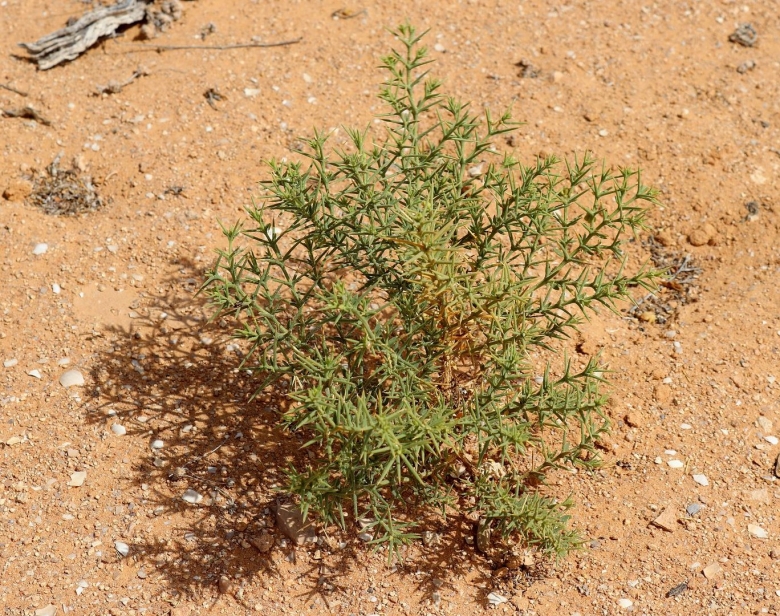 Ширш Египетский