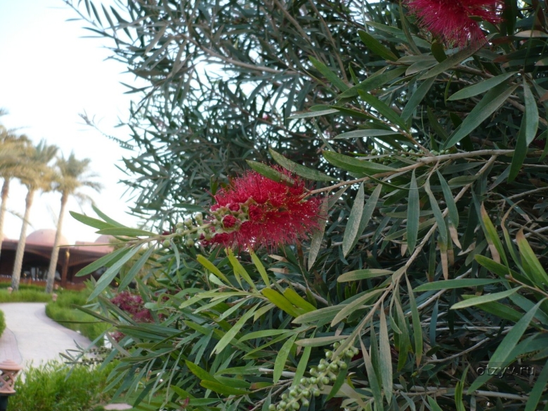 Цветы египта