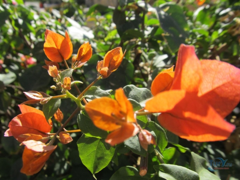 Бугенвиллия скарлет глори оранж