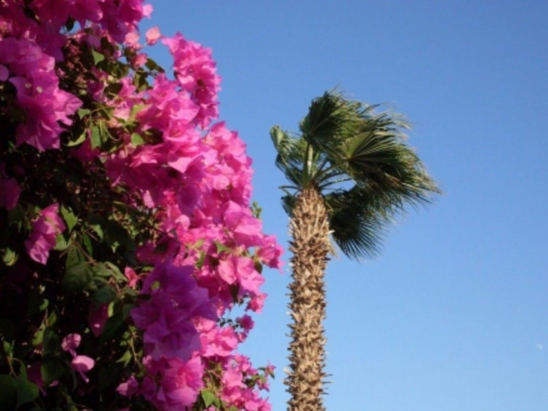 Цветы в Египте