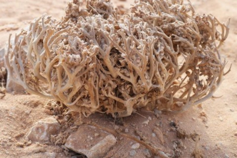 Селагинелла иерихонская роза