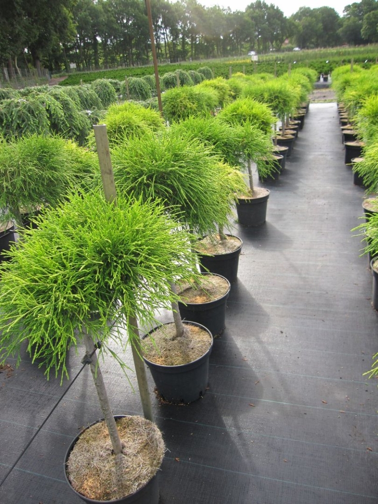 Chamaecyparis pisifera Sungold на штамбе