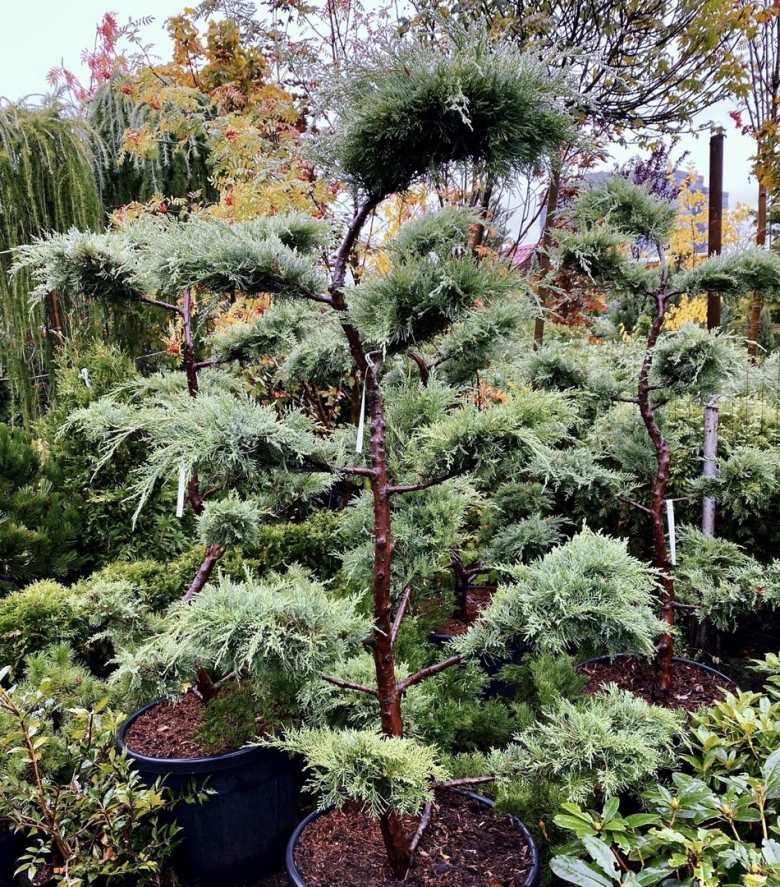 Juniperus Media pfitzeriana Aurea Bonsai