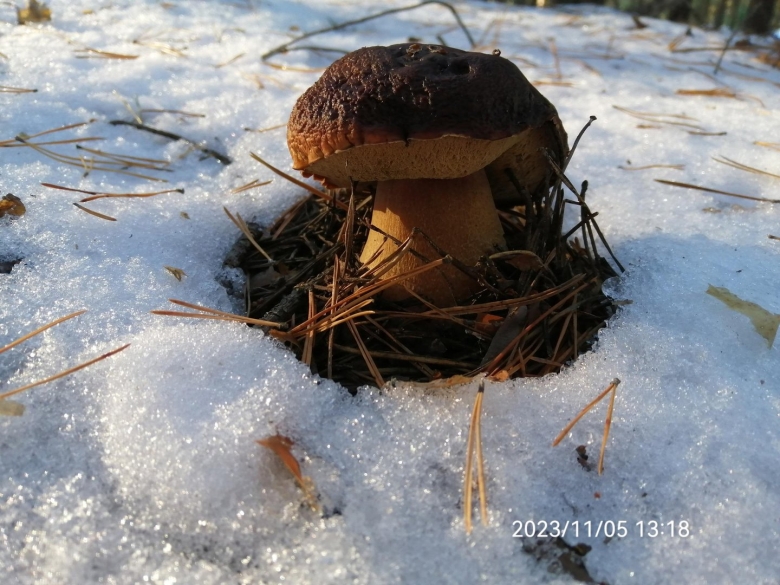Боллето грибочки
