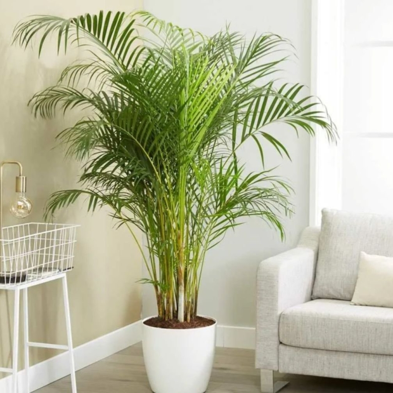 Арека Ховея Хризалидокарпус