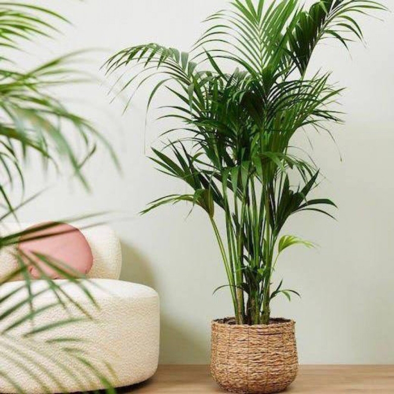 Говея Пальма комнатная