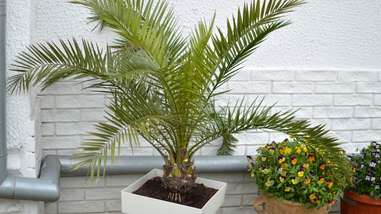 Равенея Ручейная комнатная