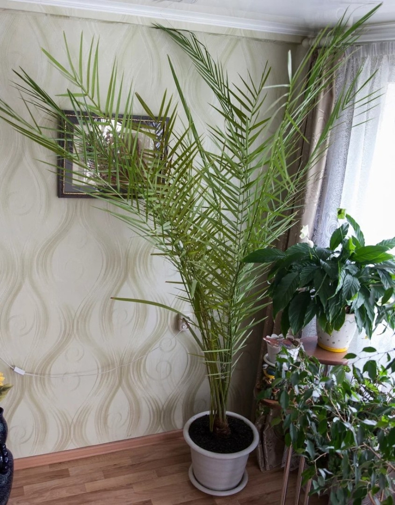 Финиковая Пальма комнатная