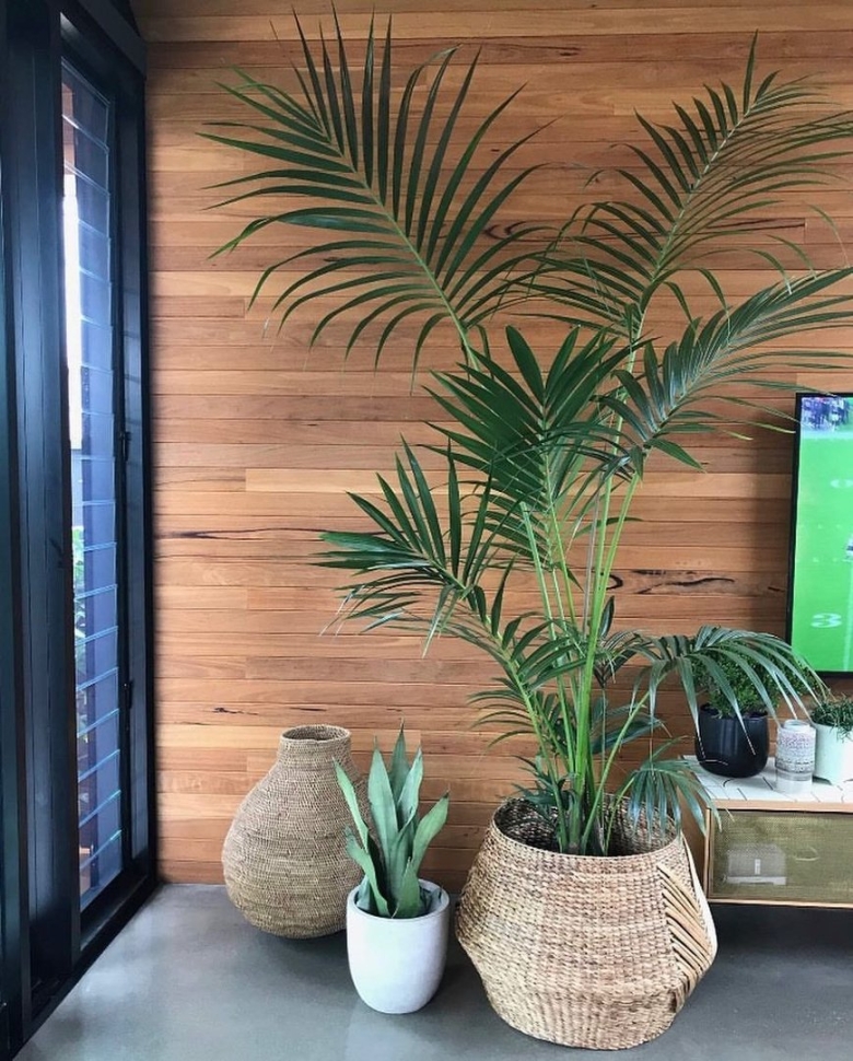 Арека в интерьере