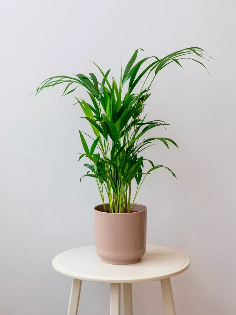 Арека Хризалидокарпус